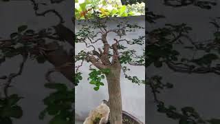 Puno Ng Kamuning Bonsai