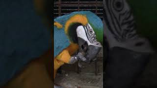 Попугай / КРЕПКИЙ ОРЕШЕК / Macaw parrot. Die Hard ... #Shorts