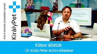 Kóbor állatok