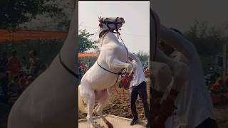 Beautiful mare #punjabi #punjabisong #music #horselover #shorts #short #shortsfeed