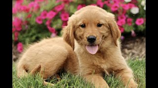 Golden Retriever Puppies for Sale