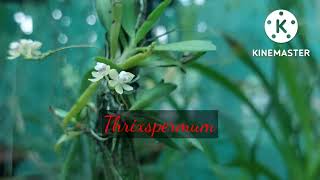 #Thrixspermum #Assam_Orchid #India #Assam_Dehing_Patkai_National_park