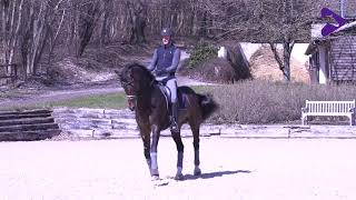 Indlæring og udfordringer med schenkelvigning / How to teach a horse leg yield