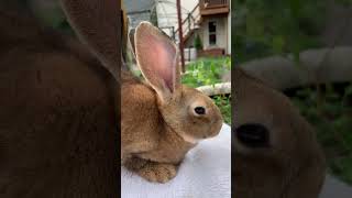 Rex Rabbitry Table work grooming and nail clipping