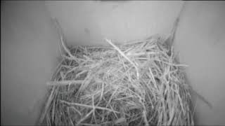 Bernheim Live Bluebird Cam