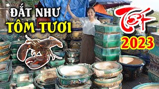 Tham Khảo 10 Loại Chậu “Đắt Như Tôm Tươi” Dịp Cận Tết Quý Mão 2023