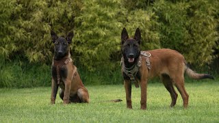 DIA 5 DE ADIESTRAMIENTO DE OBEDIENCIA PASTOR BELGA MALINOI DE 5 MESES DE EDAD