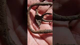 Huge Buckle! Metal Detecting Wales