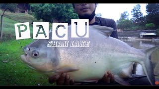 Big Pacu On 2wt 10lb tippet 4K HD