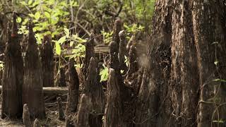 Wild Study: Six Mile Cypress Slough Preserve