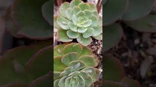 Echeveria Híbrida da Raindrops               #echeveriaraindrops