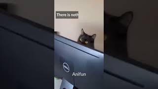 Compilation with the FUNNIEST cats found on the internet