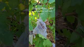 Birds Eating Grapes: Which is Better? Cluster Protection vs. Unguarded Grapes #shorts