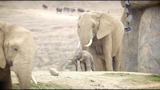 Zuli the Elephant Calf