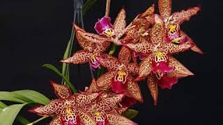 British Orchid Council