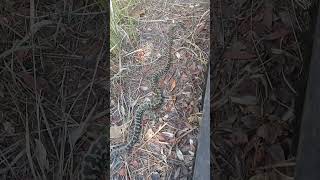 Australia Carpet Python