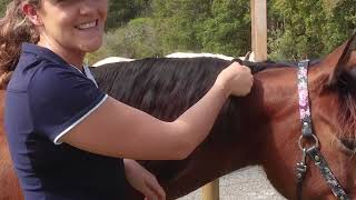 TUTORIAL - How to braid your horses mane