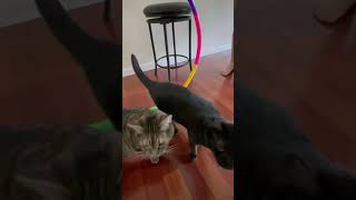 Cats Practice Circus Act With Rainbow Hula Hoop!!