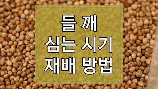 2023년 들깨 심는 시기 및 재배방법 알아보기