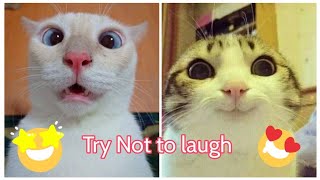 Funny cats 😻😂 try not to laugh 🤣😂#funnycat