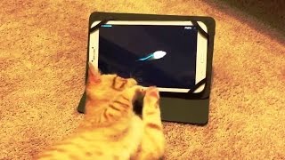 Kittens Playing with Tablets