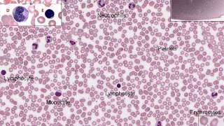 Medical School Histology. Images of Blood and Hematopoiesis.