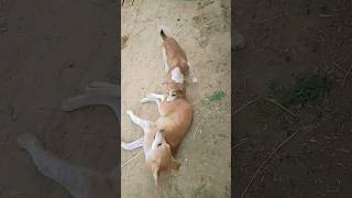 dog animation funny video ek dusre ki ladai 🤩 #viralvideo  #shortvideo #viralshort #youtubeshorts