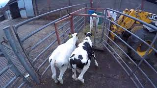 Calf to Cow episode 4 - Calves on the move