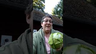 Harvest Cabbage to Grow MORE Cabbage! #gardening #cabbage  #strawbalegarden #harvest