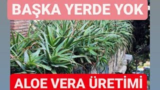 Aloevera Yetiştirme Yöntemi Dünyada Tek (Mutlaka İzle)