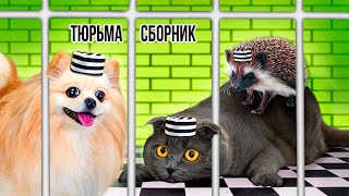 ПОБЕГ ИЗ ТЮРЬМЫ  ЧЕЛЛЕНДЖ - СБОРНИК ! КТО ПОСЛЕДНИЙ покинет ТЮРЬМУ Кошка Баттерс  или Шпиц Элис?