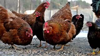 Can You Let Your Chickens Roam Free? Here's What You Need to Know