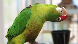 Parrots Meowing Like Cats