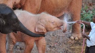 Elephant bathing in the river with her white elephant baby and teaching her baby elephant.