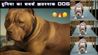 दुनिया का सबसे खतरनाक DOG | Most Strongest and Fearless Dog Breed #factechz #fact #shorts