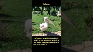 Amazing Pelicans: Masters of the Massive Beak