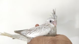 Cockatiel birds hand freeding problem