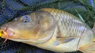 Ribolov na Krap (Carp fishing)... by Oki ribar...