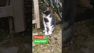 MATANYA DAHSYAT #shorts ##kucinglucu #kucingimut #kucingkampung #lucu #viral #cats #istanalokajaya