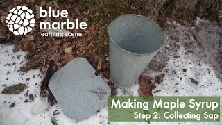 Making Maple Syrup | Step 2 Collecting Sap | blue marble learning scene