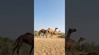 A male camel is chasing the camels on the farm #shorts