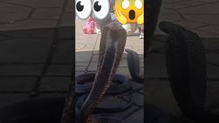 Un Cobra Attaque 😱 mon Portable 👀!!