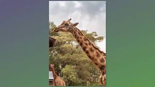 Vantage Travel Excursions in Nairobi, February 16, 2019