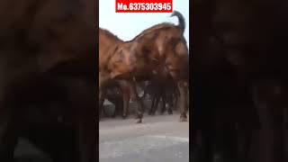 शानदार कुर्बानी बकरो का स्टॉक // 80 se 100+ बकरो का Lot // एम जे बकरी फार्म किशनगढ़ Mo.6375303945