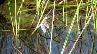 Dragonfly & grasshopper