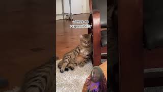 #cats #catvideos