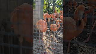 pink flamingo in Bangkok Safari Park