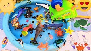 SEA ANIMALS FOR TODDLERS: ZEBRA SHARK, SEA LION, GIANT ISOPOD, FOXFACE RABBITFISH, AND OTHERS