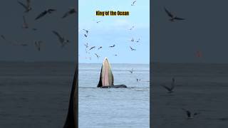 The whale | King of the ocean #shortsfeed #shorts #travel