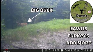 Western Tennessee Wildlife Trail Camera Wednesday - August 21, 2024